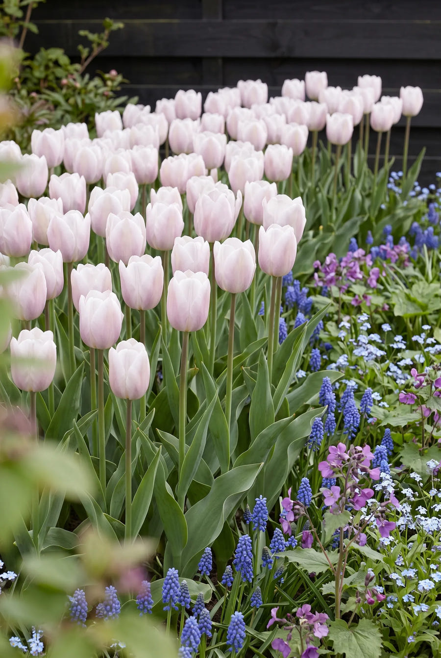 Tulipa Silver Cloud — groep in de tuinborder