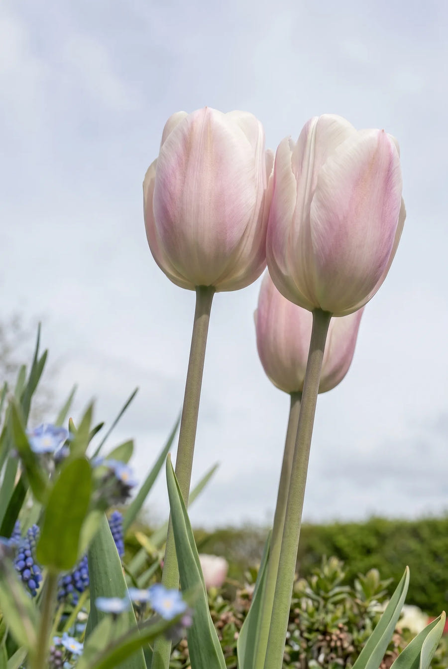 Tulipa Silver Cloud — in de tuin