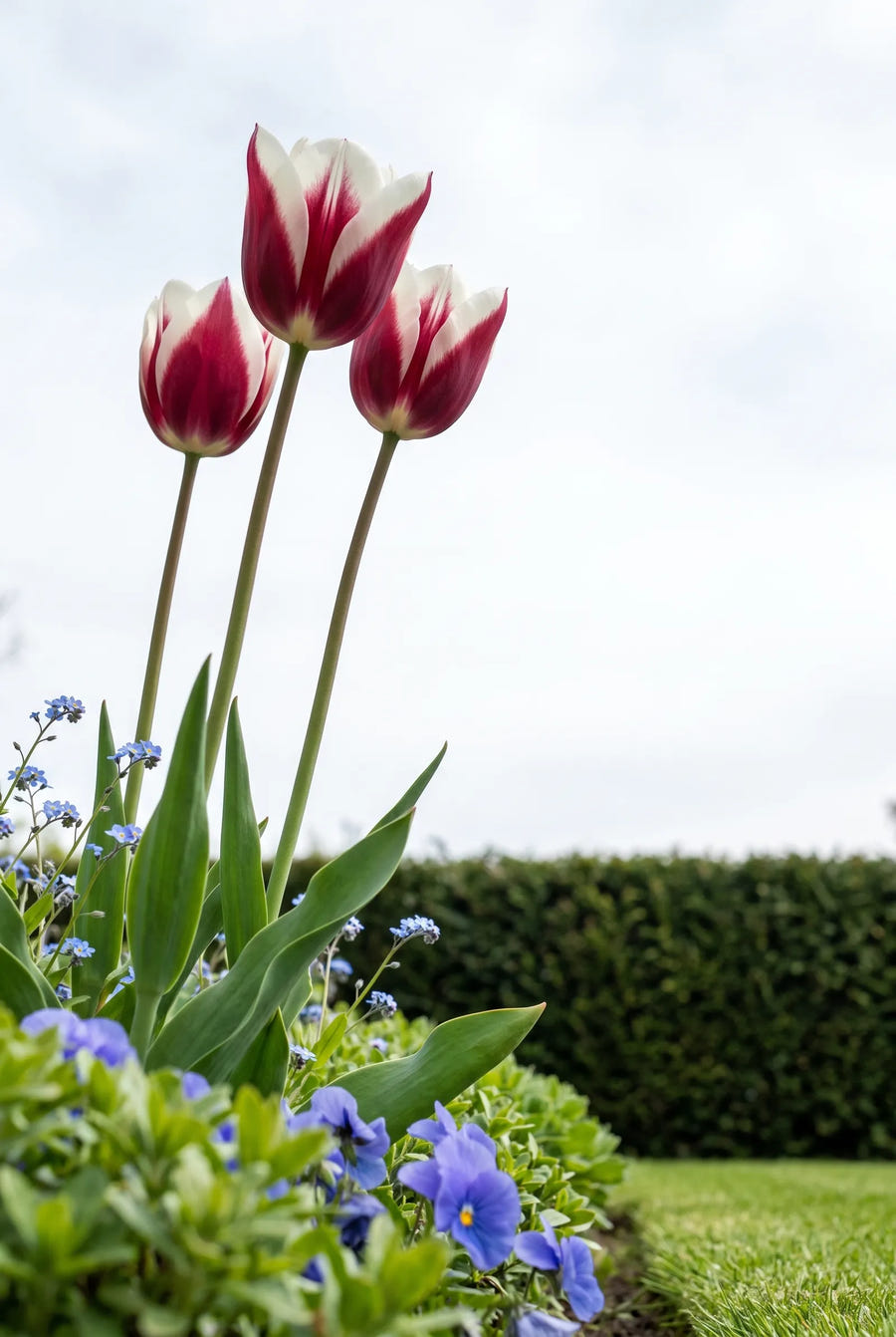 Tulipa Spitsbergen — in de tuin