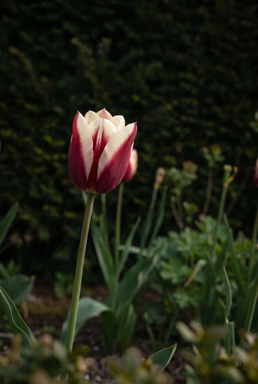 Tulipa Spitsbergen — sfeerbeeld