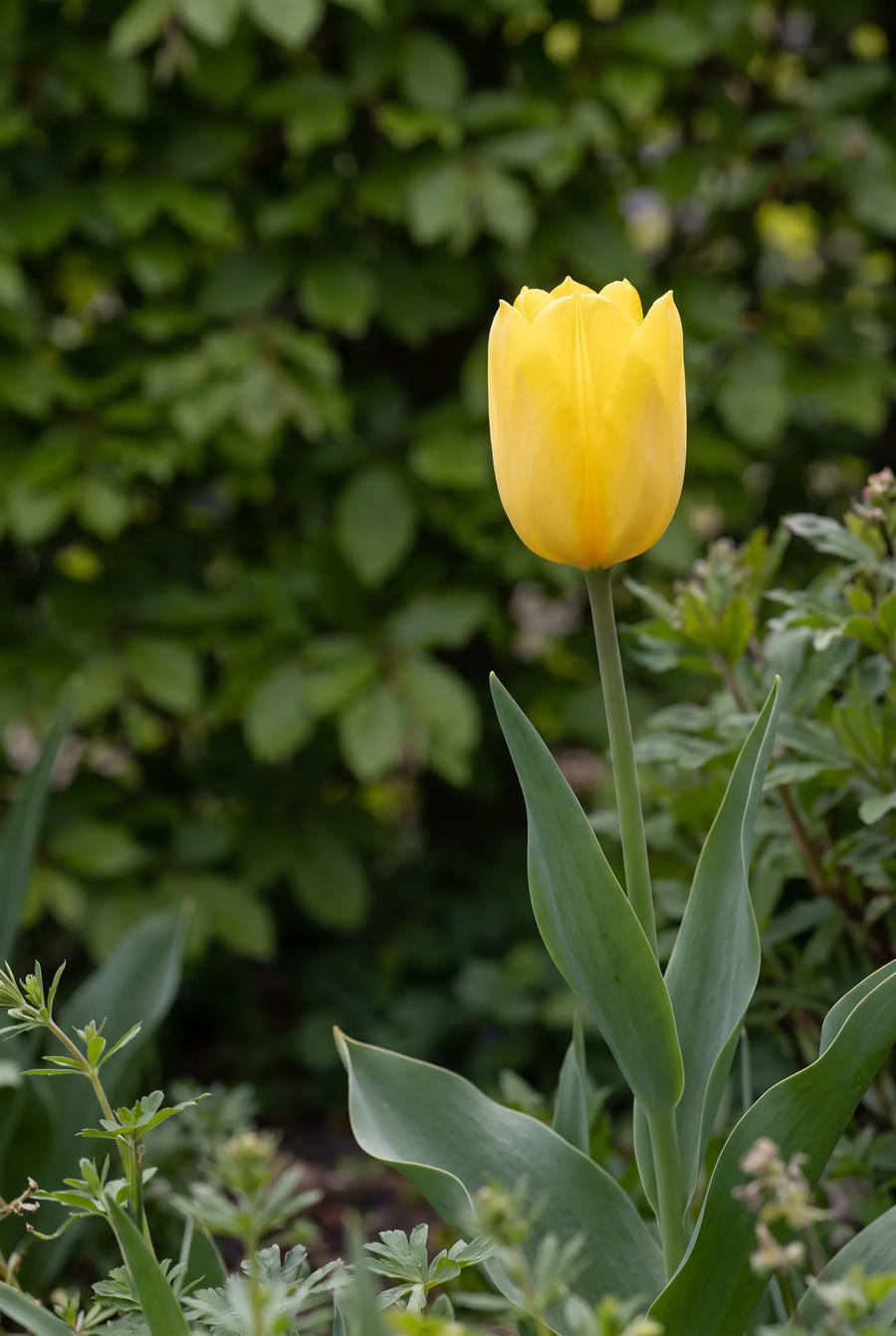 Tulipa Strong Gold — sfeerbeeld