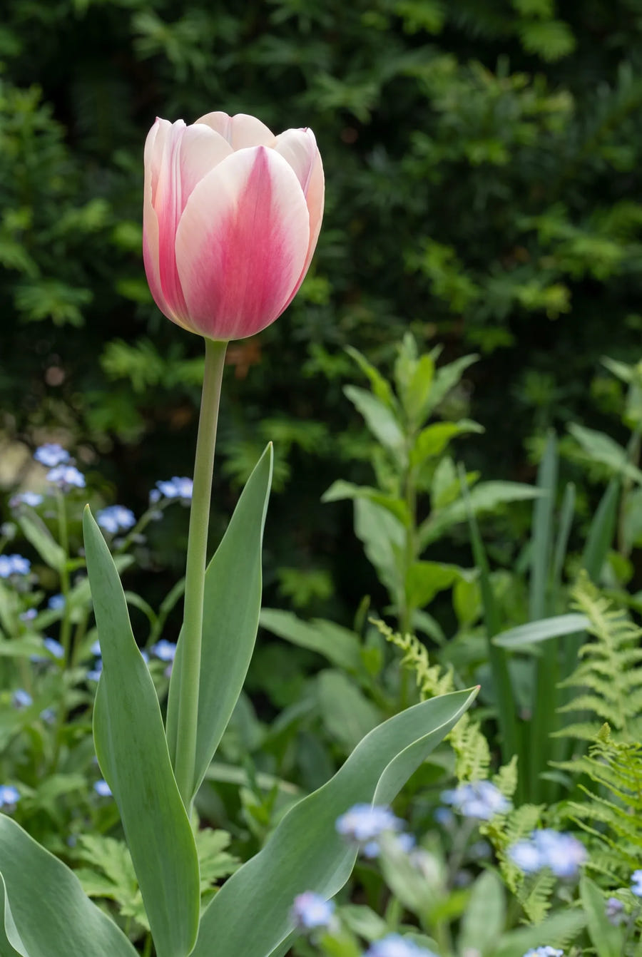 Tulipa Synaeda Amor — sfeerbeeld