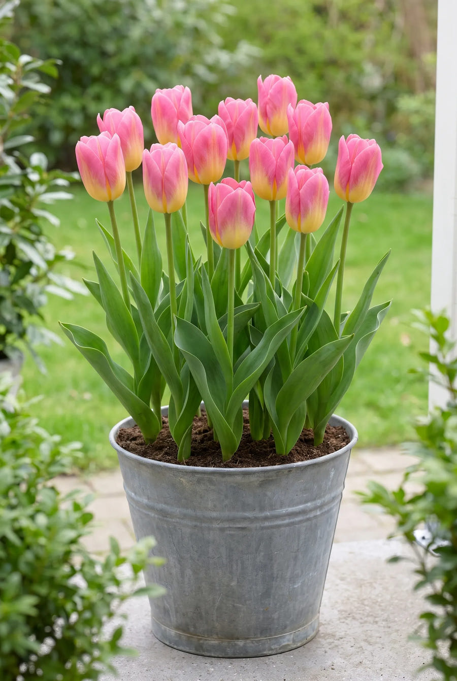 Tulipa Tom Pouce — in pot op terras