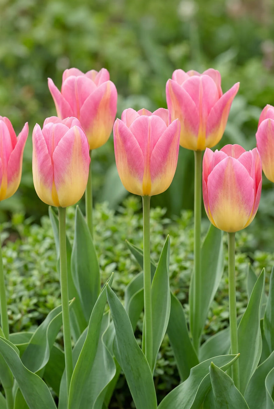Tulipa Tom Pouce — in de tuin