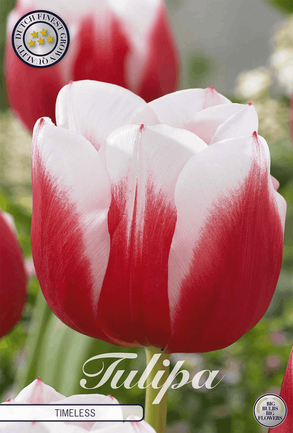 Tulipa Timeless