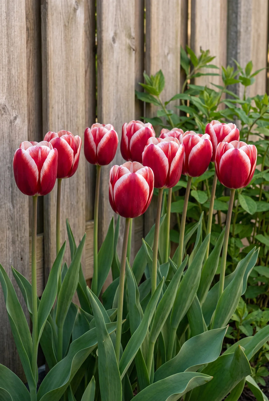 Tulipa Timeless — groep in de tuinborder