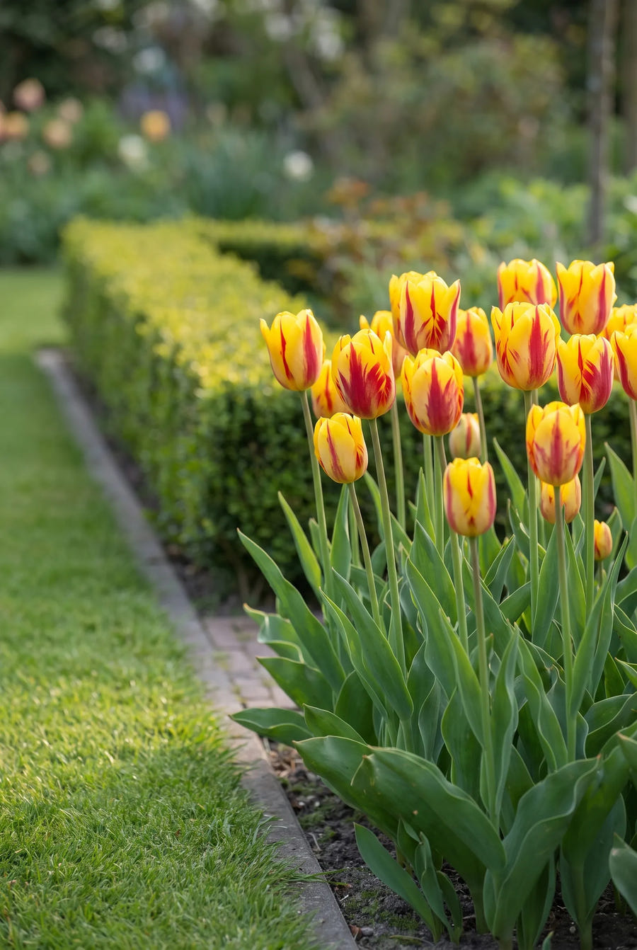 Tulipa Washington — in de border