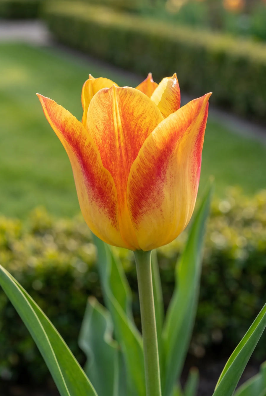 Tulipa Washington — close-up van de bloem