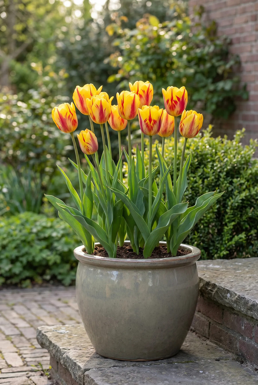 Tulipa Washington — in pot op terras