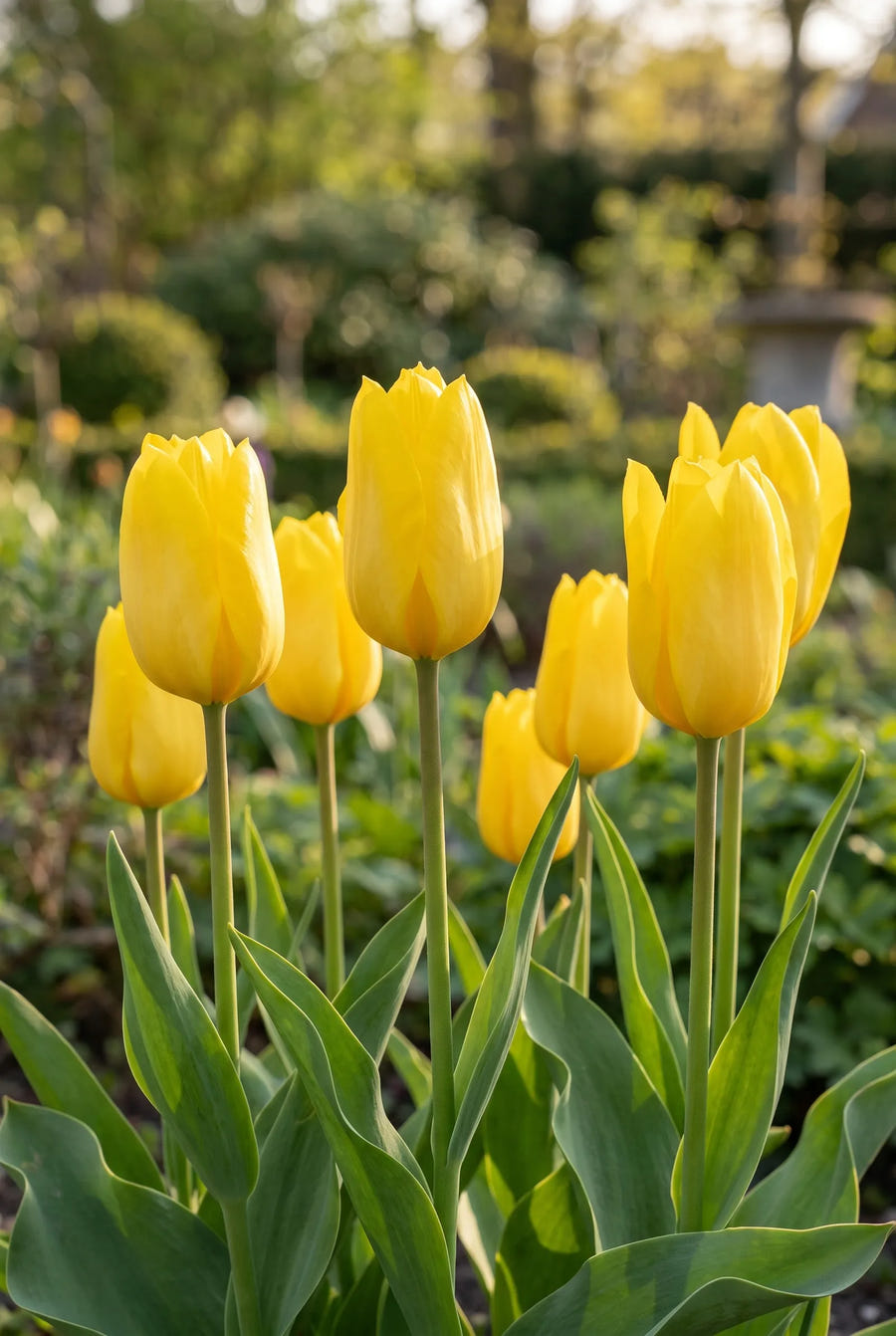 Tulipa Candela — in de tuin