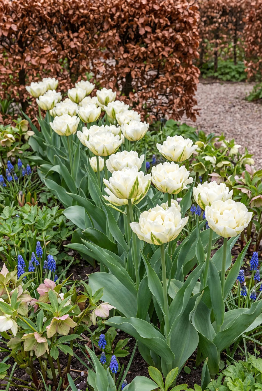 Tulipa Exotic Emperor — groep in de tuinborder