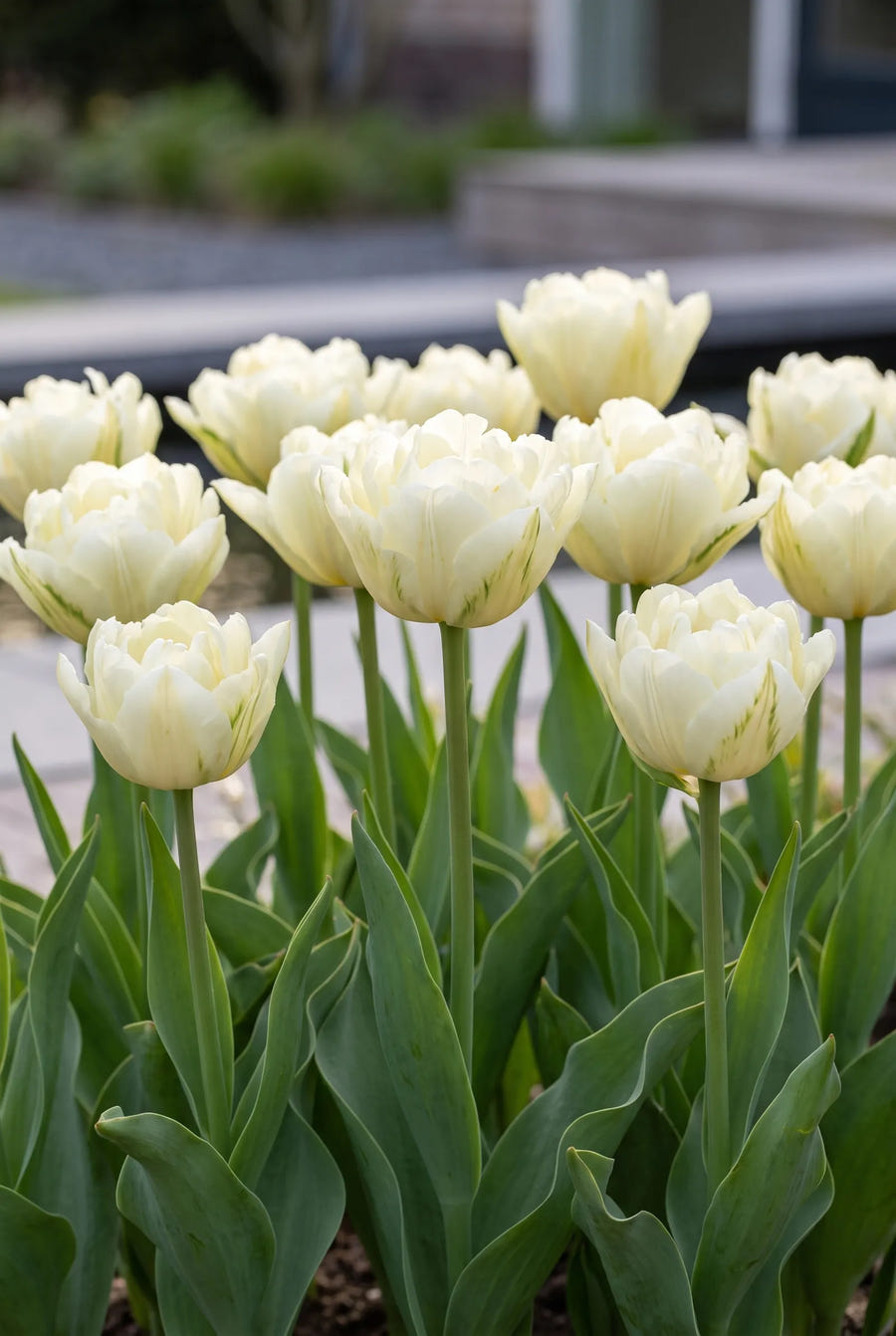 Tulipa Exotic Emperor — groep in de tuinborder