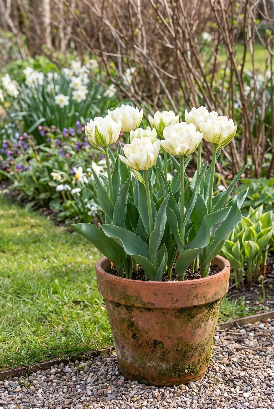 Tulipa Exotic Emperor — in pot op terras