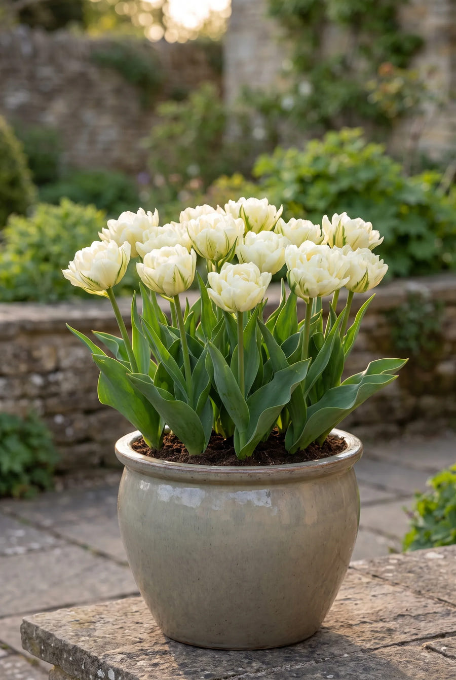 Tulipa Exotic Emperor — in pot op terras