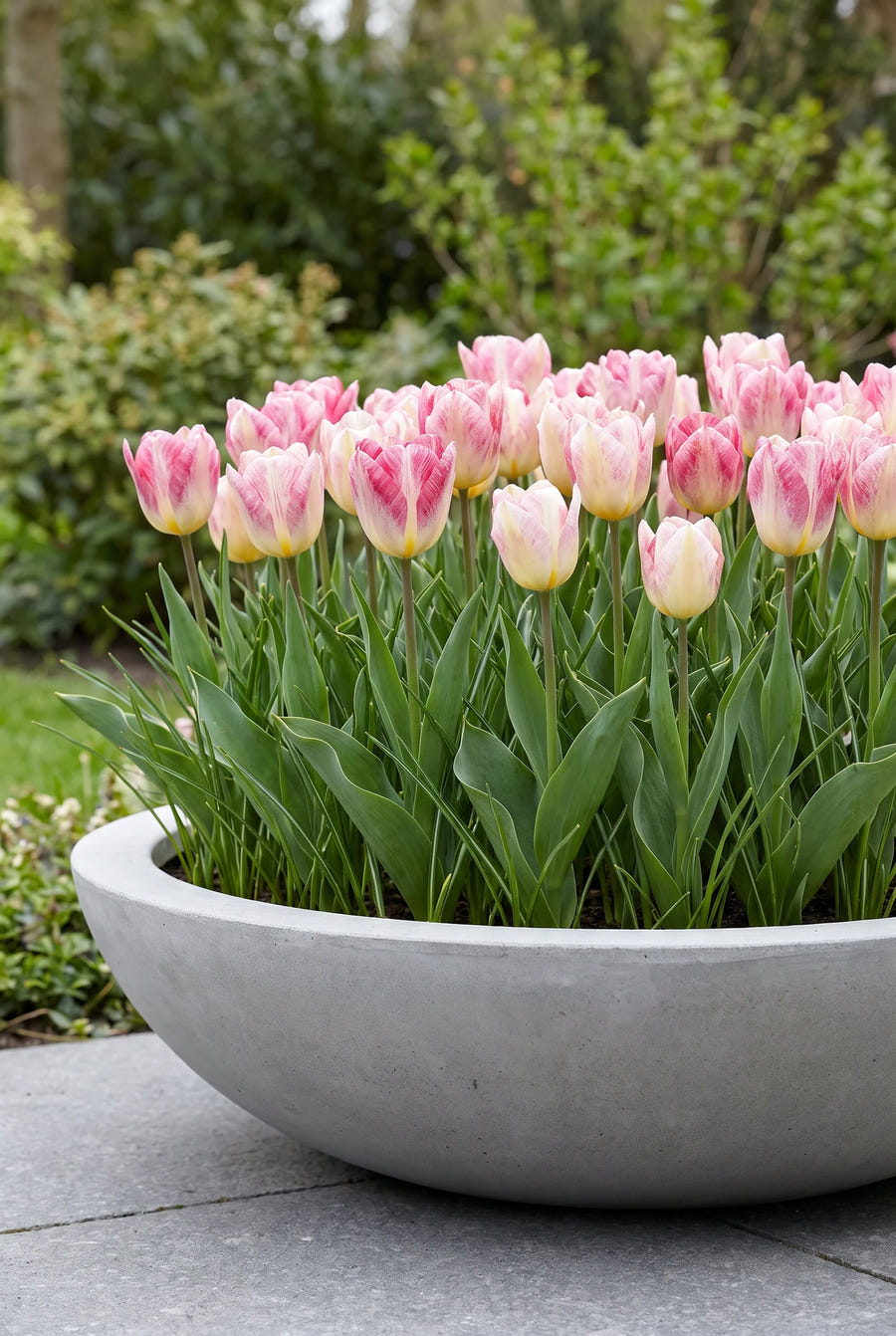 Tulipa Flaming Purissima — in pot op het terras