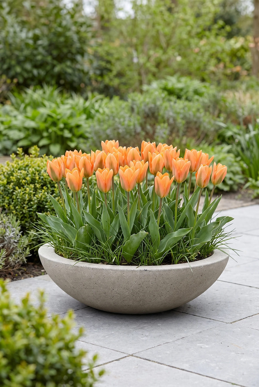Tulipa Orange Emperor — in pot op het terras