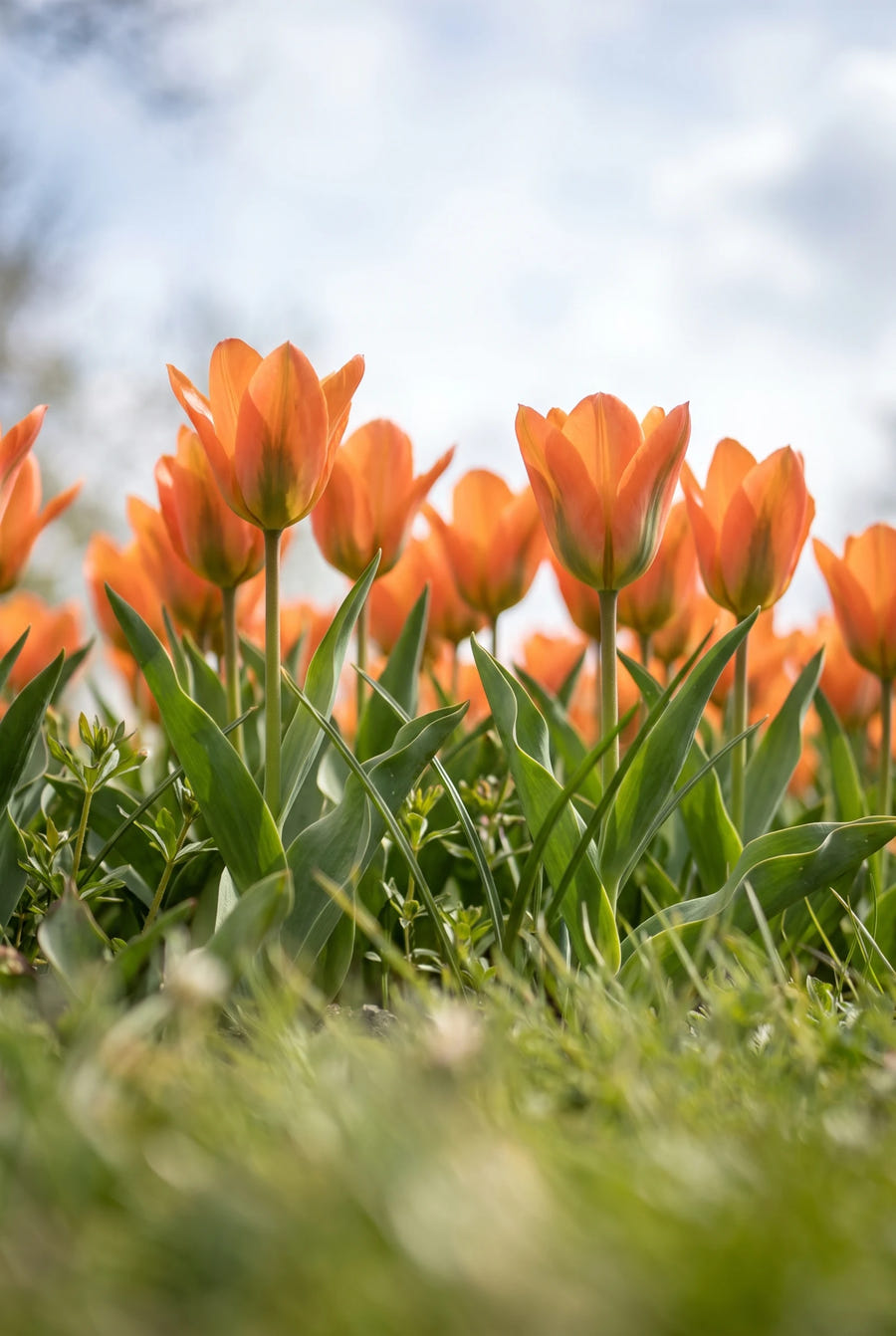 Tulipa Orange Emperor — vanuit een lage hoek
