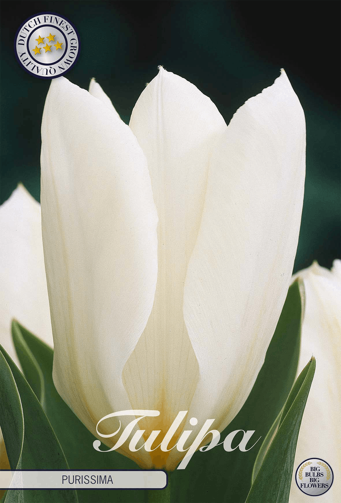 Tulipa Purissima