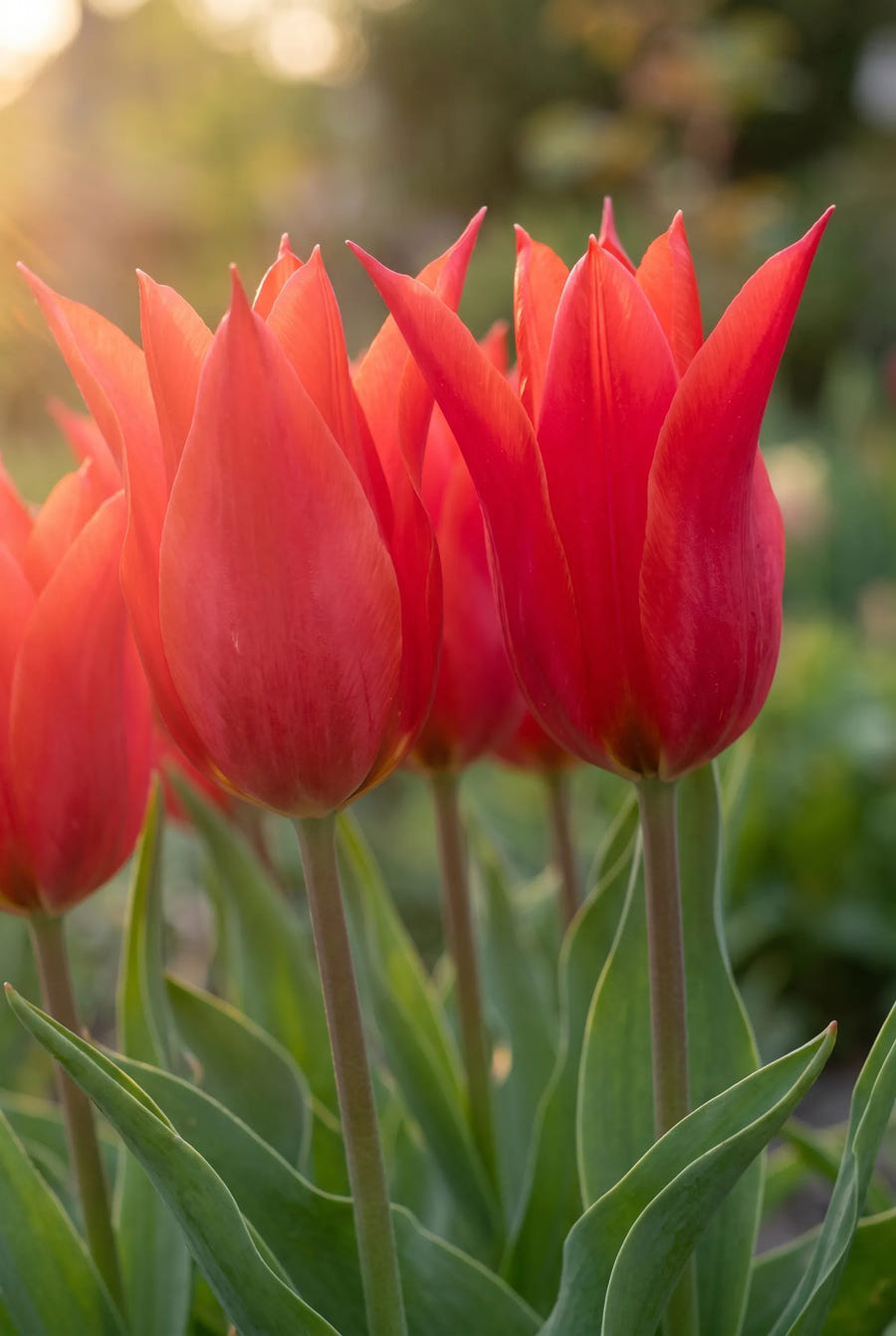 Tulipa Red Emperor — sfeerbeeld