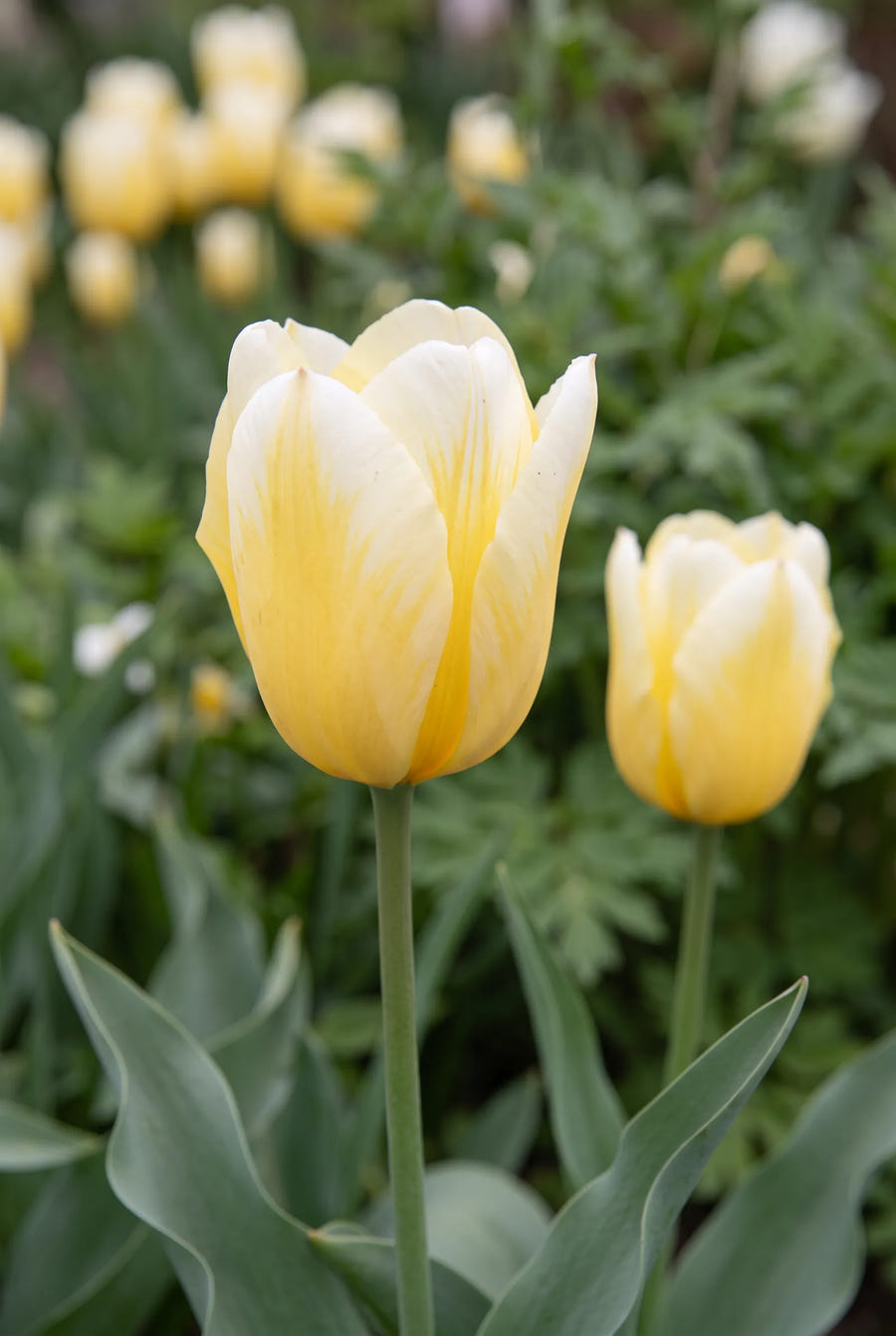 Tulipa Sweetheart — close-up van de bloem