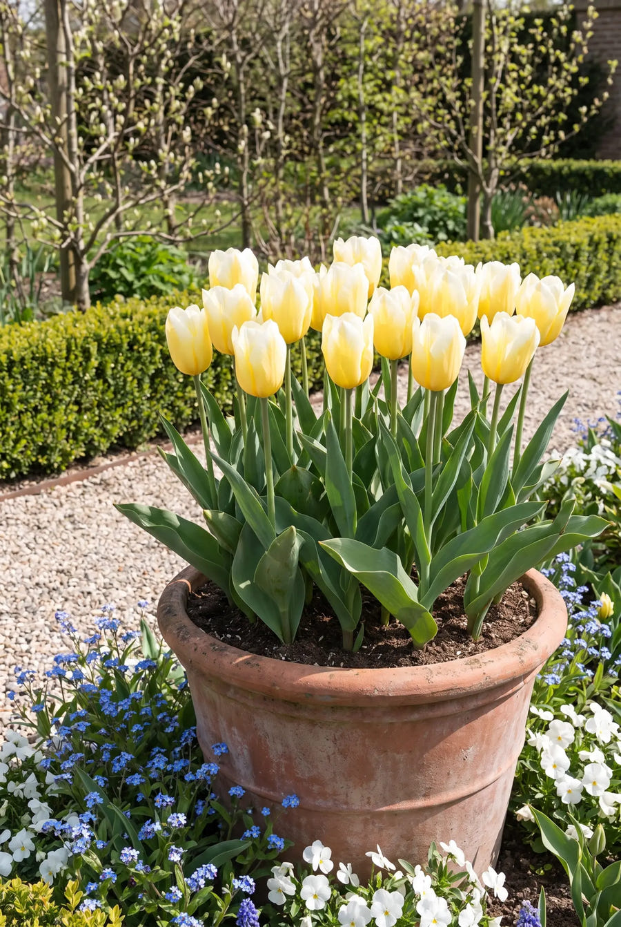 Tulipa Sweetheart — in pot op terras