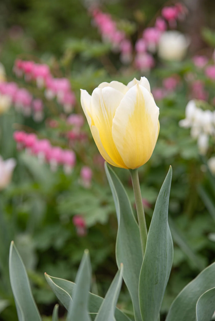 Tulipa Sweetheart — sfeerbeeld