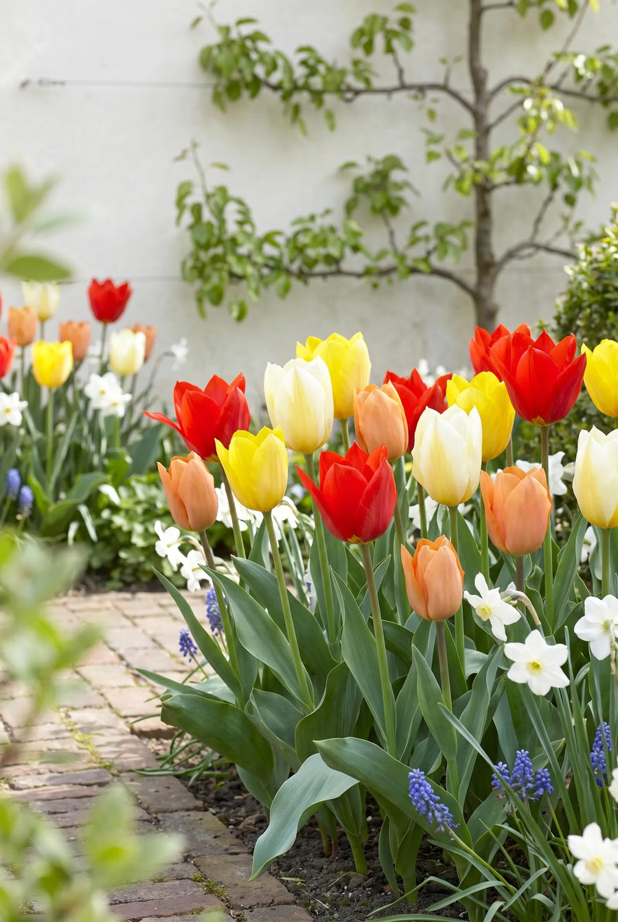 Tulipa Fosteriana Mix — in de border