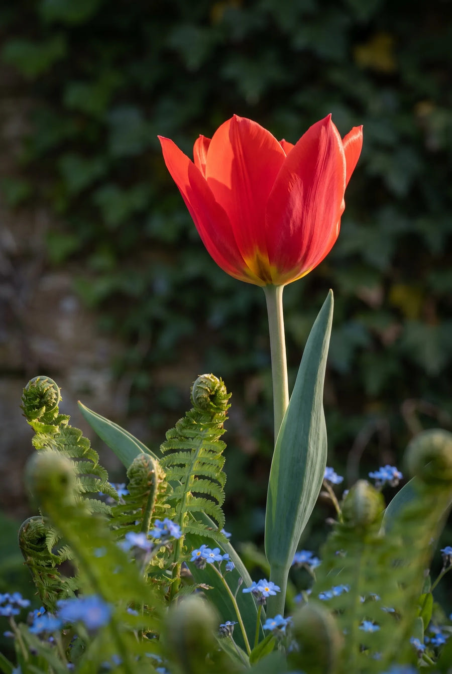 Tulipa Fosteriana Mix — sfeerbeeld