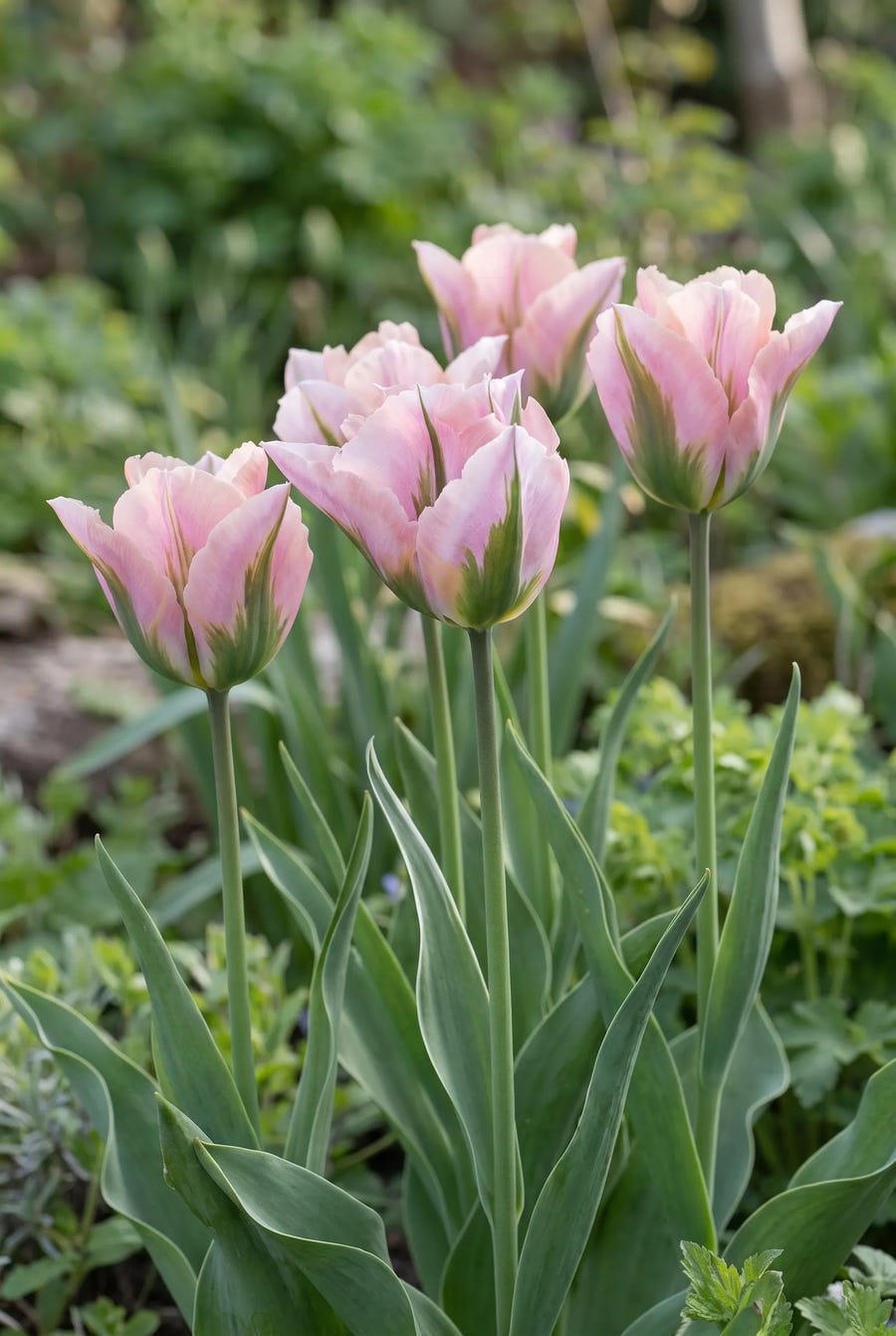 Tulipa China Town — in de border