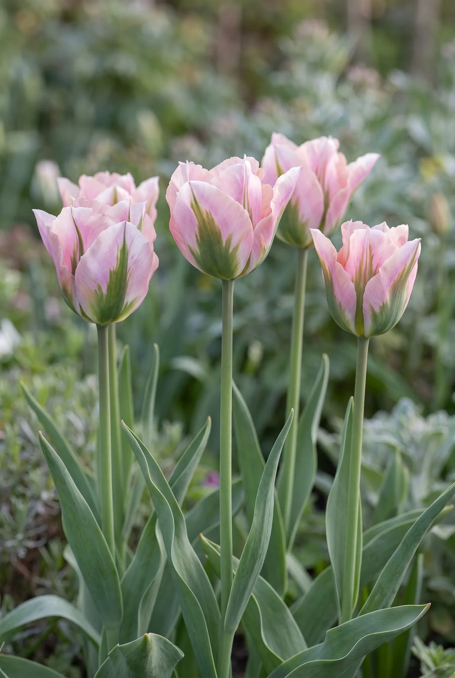 Tulipa China Town — in de tuin