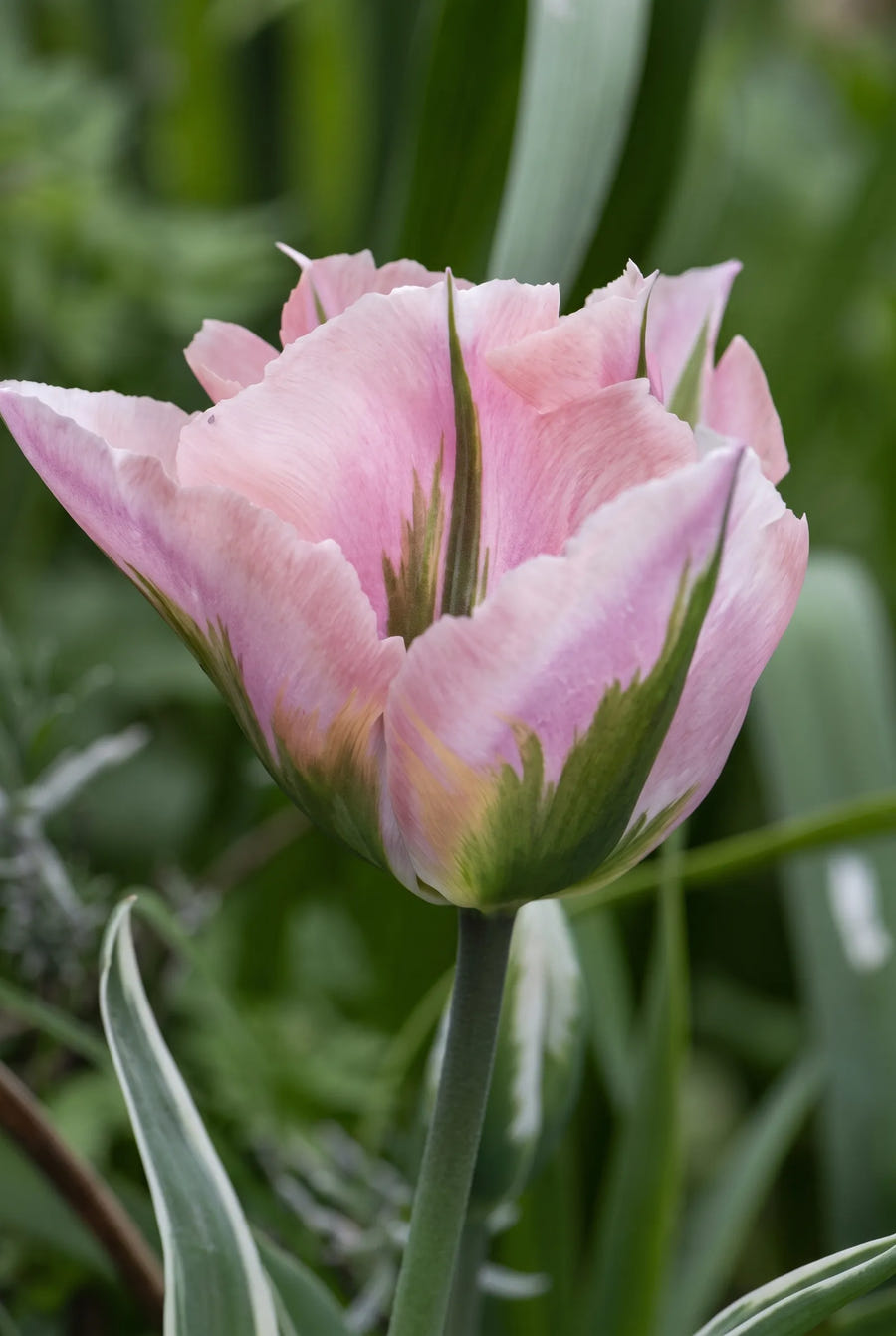 Tulipa China Town — sfeerbeeld