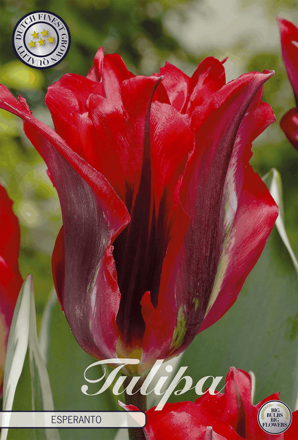 Tulipa Esperanto