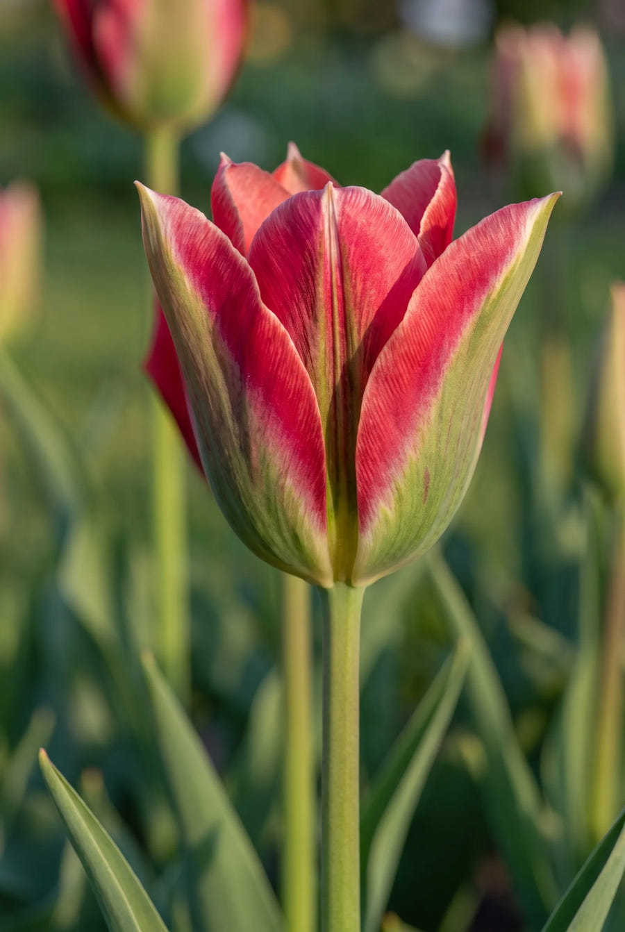 Tulipa Esperanto — close-up van de bloem