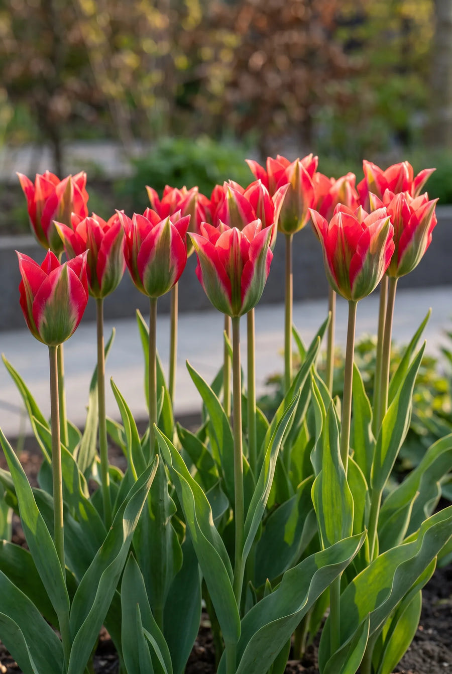 Tulipa Esperanto — groep in de tuinborder