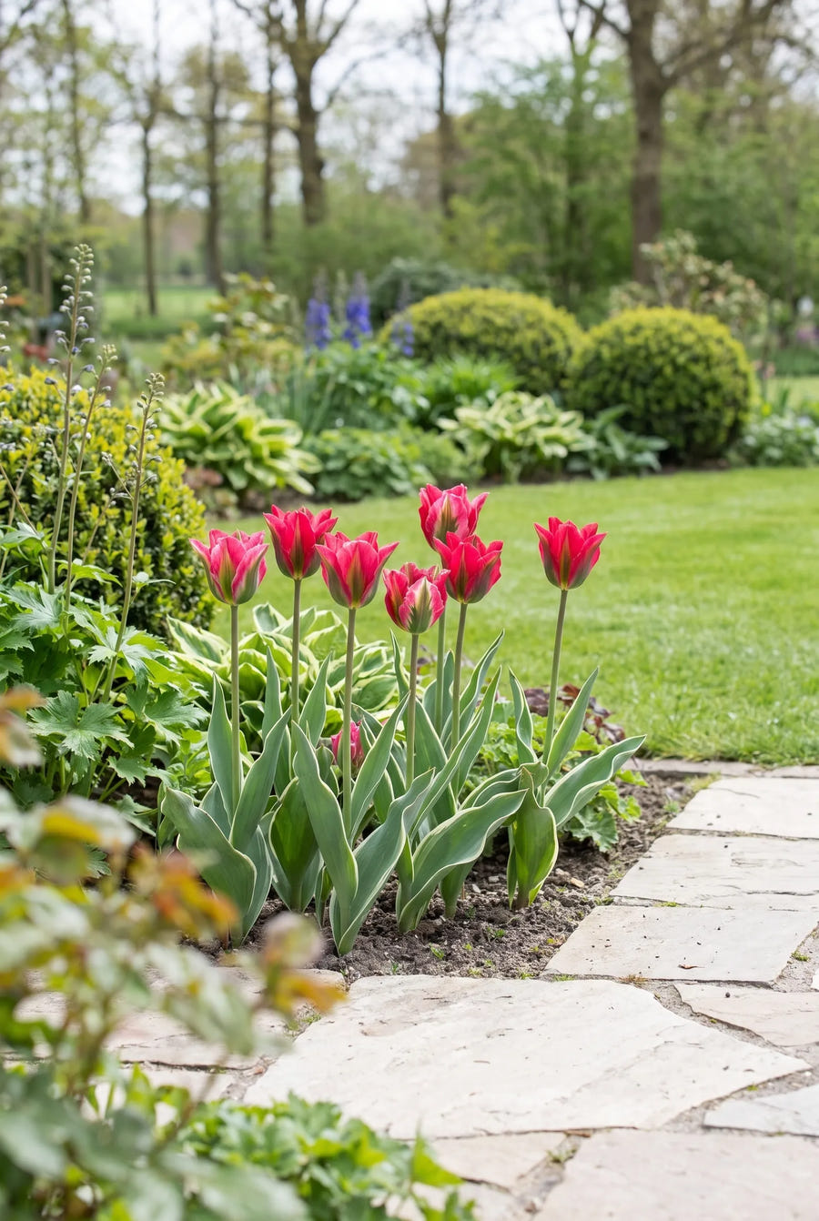 Tulipa Esperanto — in de tuin