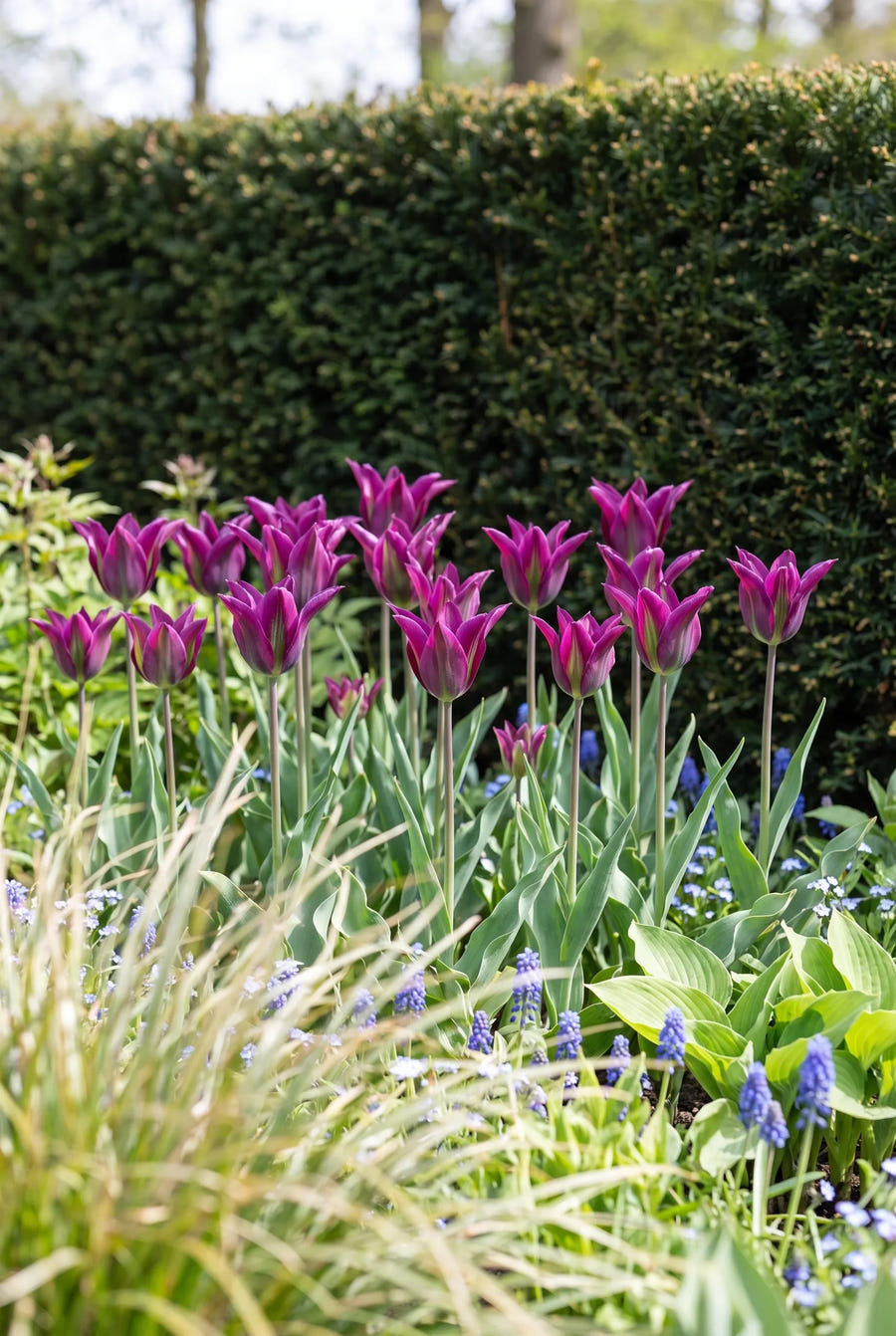 Tulipa Purple Doll — in de border