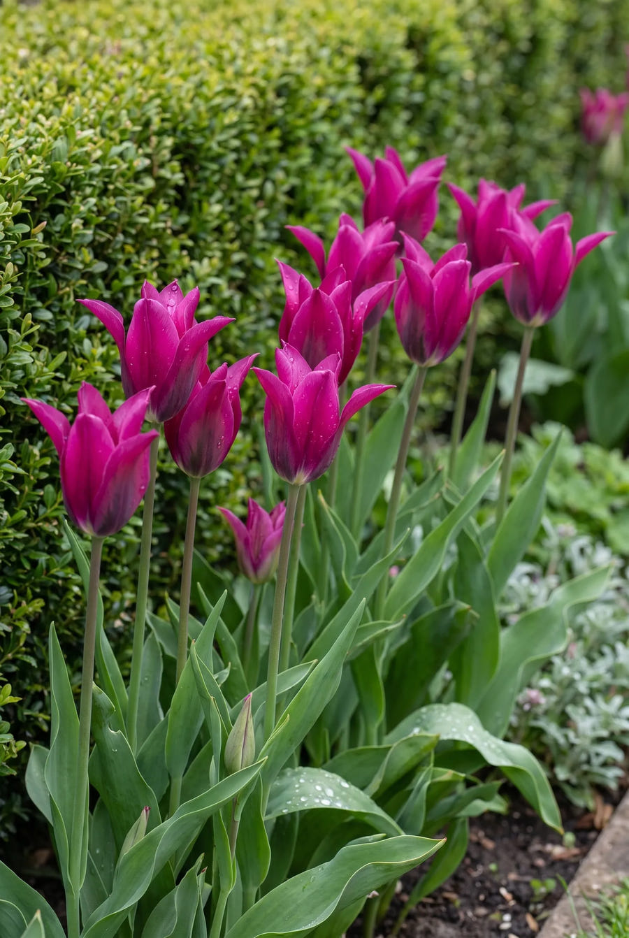 Tulipa Purple Doll — groep in de tuinborder