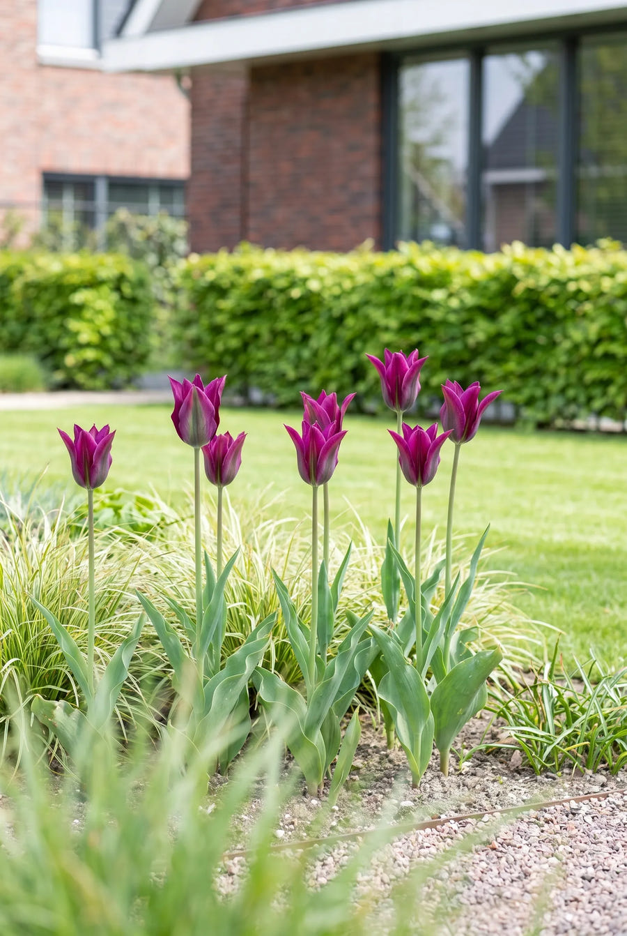 Tulipa Purple Doll — in de tuin