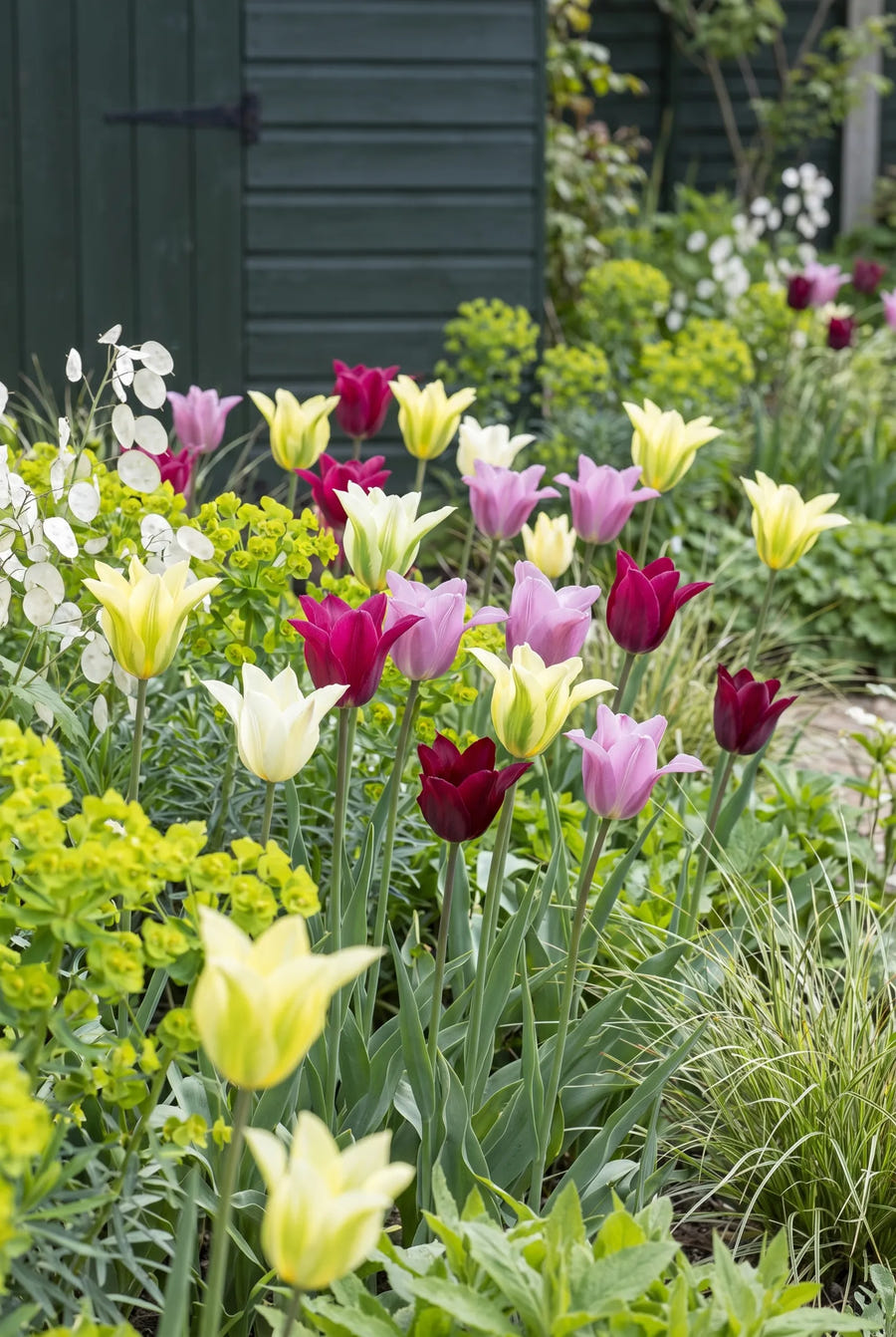 Tulipa Viridiflora Mixed — in de border