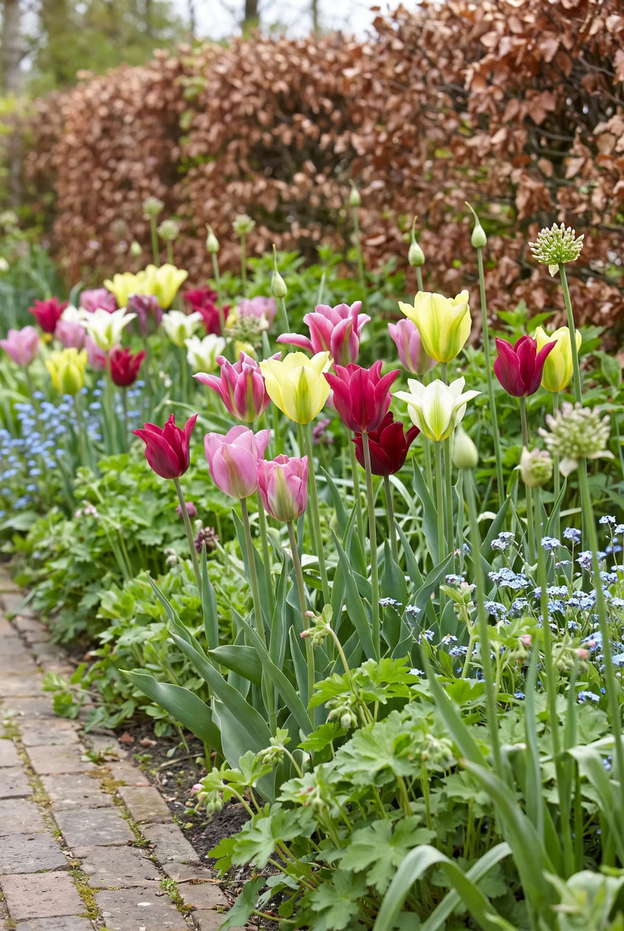 Tulipa Viridiflora Mixed — groep in de tuinborder
