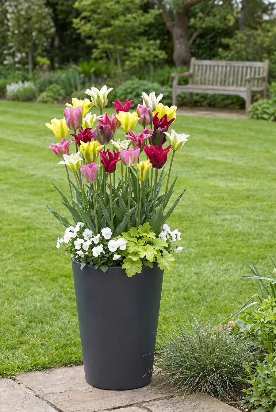 Tulipa Viridiflora Mixed — in pot op terras