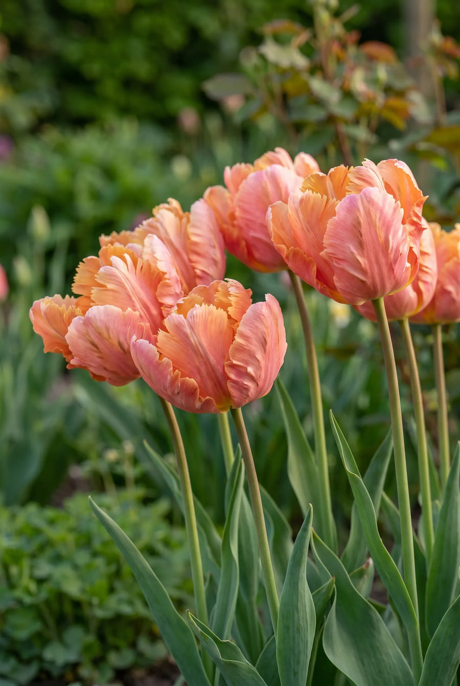 Tulipa Amazing Parrot — sfeerbeeld