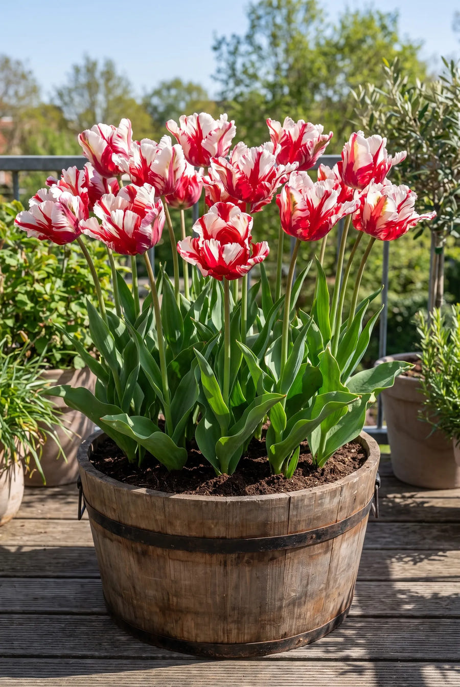 Tulipa Estella Rijnveld — in pot op terras