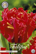 Tulipa Garden Fire