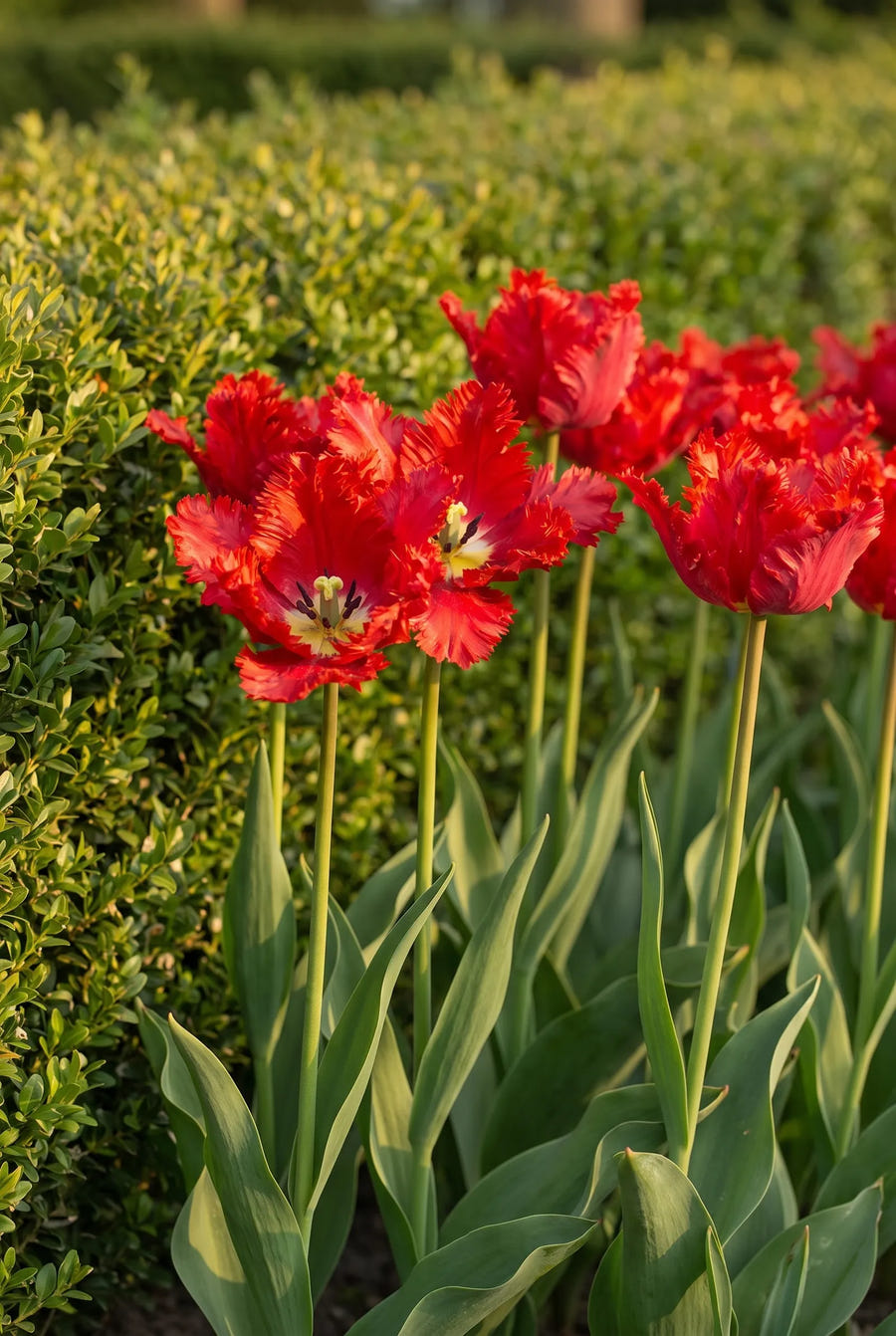 Tulipa Garden Fire — in de border