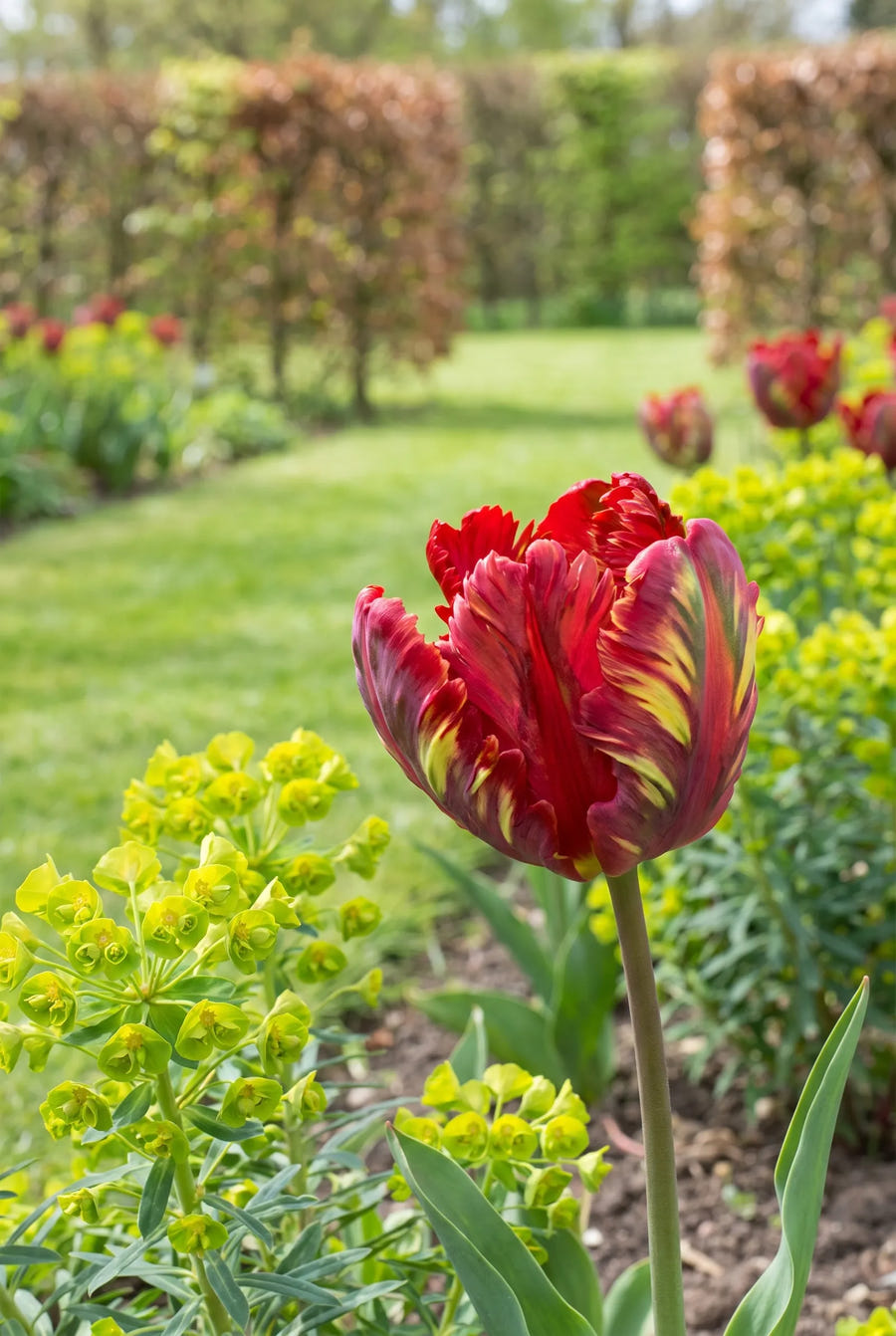 Tulipa Garden Fire — close-up van de bloem