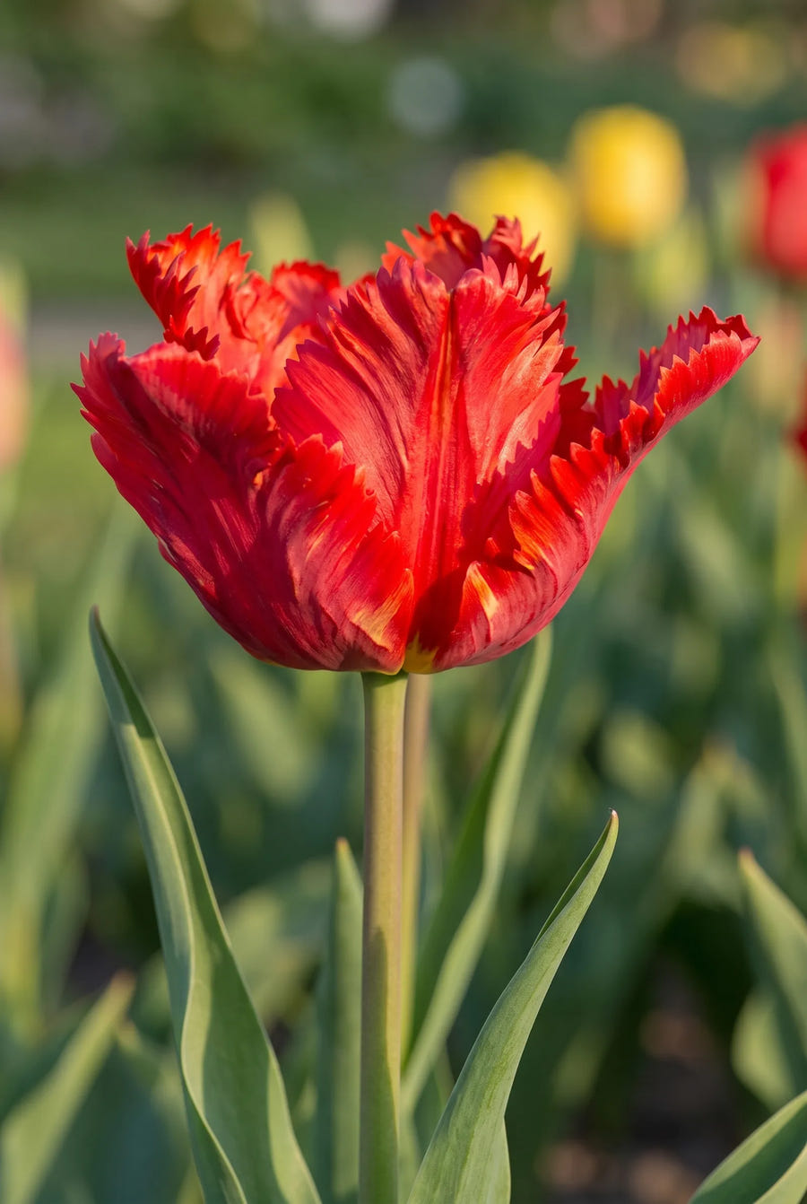 Tulipa Garden Fire — close-up van de bloem