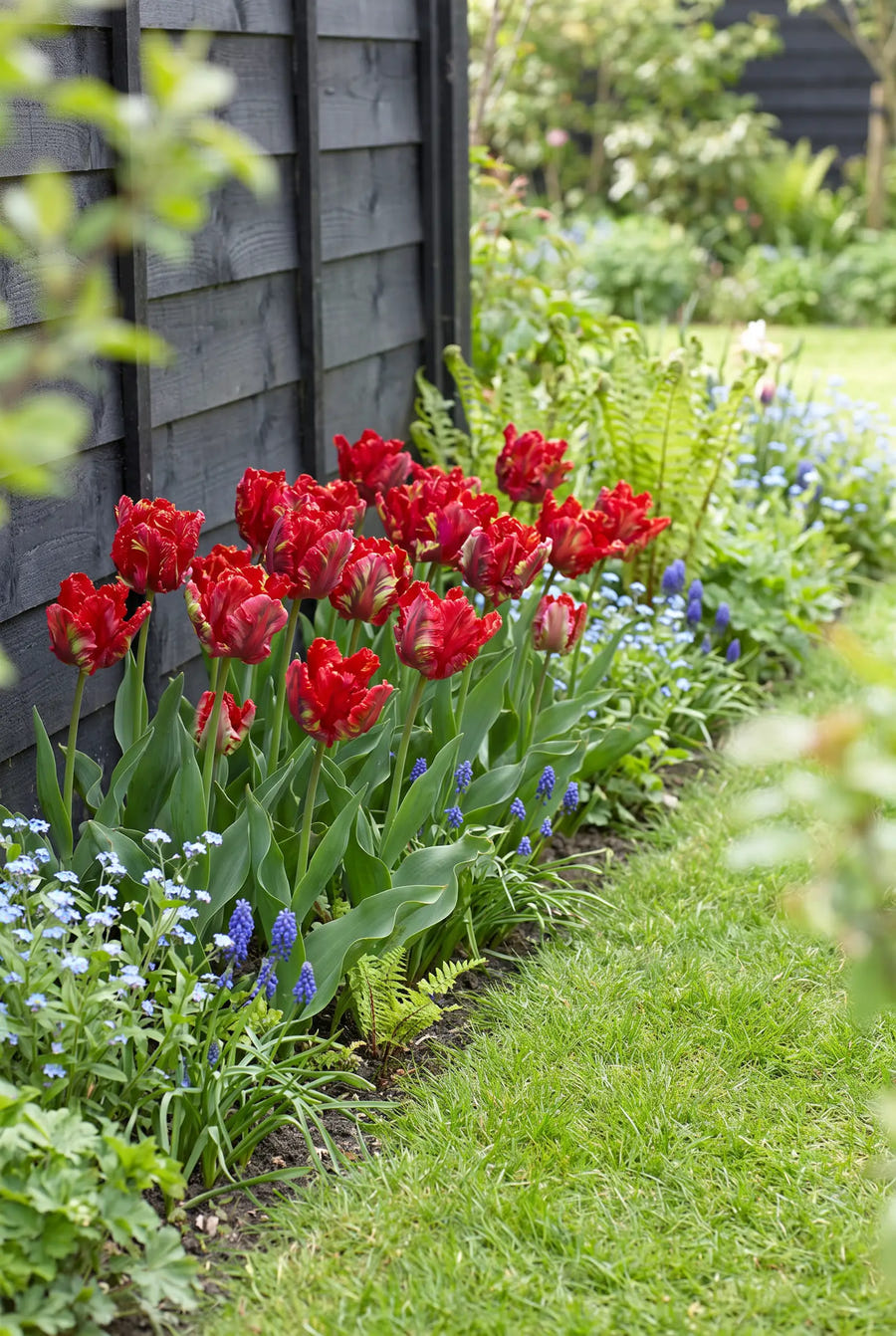Tulipa Garden Fire — groep in de tuinborder