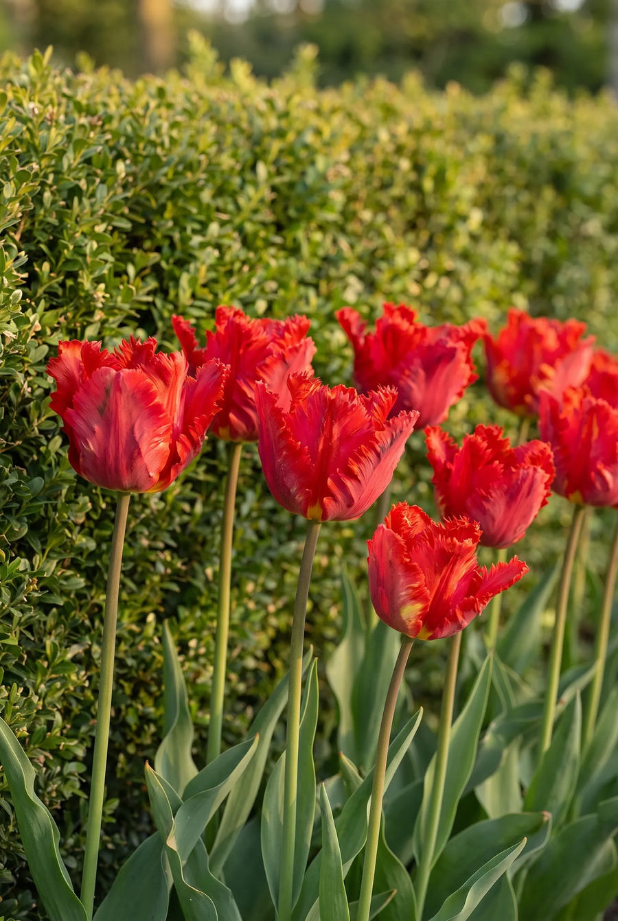 Tulipa Garden Fire — groep in de tuinborder