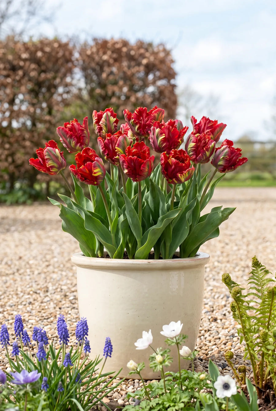 Tulipa Garden Fire — in pot op terras
